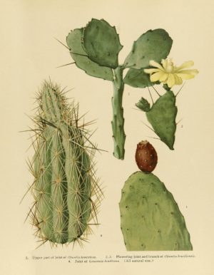 The Cactaceae