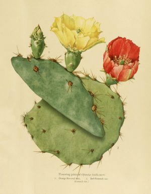 The Cactaceae
