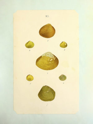 Seashell Specimens 1