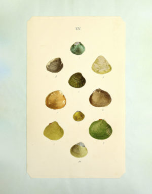 Seashell Specimens 2
