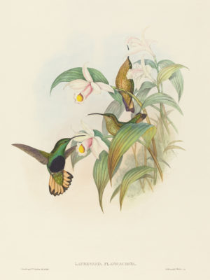 Buff-Tailed Velvet-Breast Bird