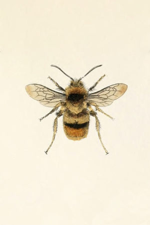 Honey Bee