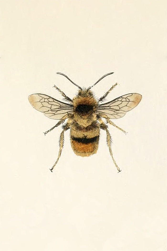 Honey Bee