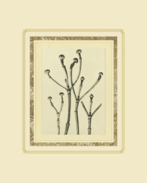 Plant Study