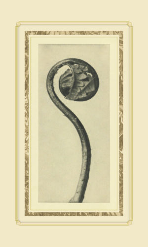 Plant Study 2