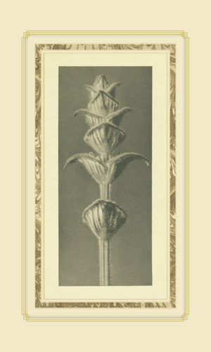 Plant Study 2