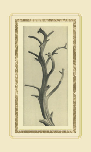 Plant Study 2