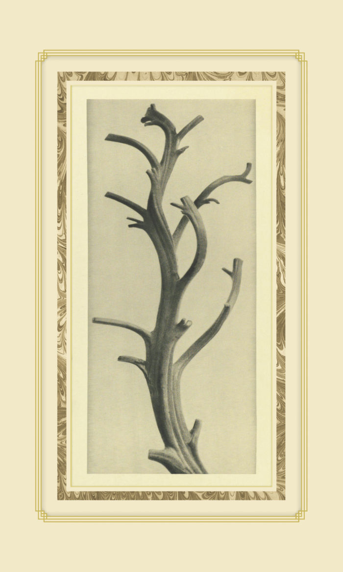Plant Study 2