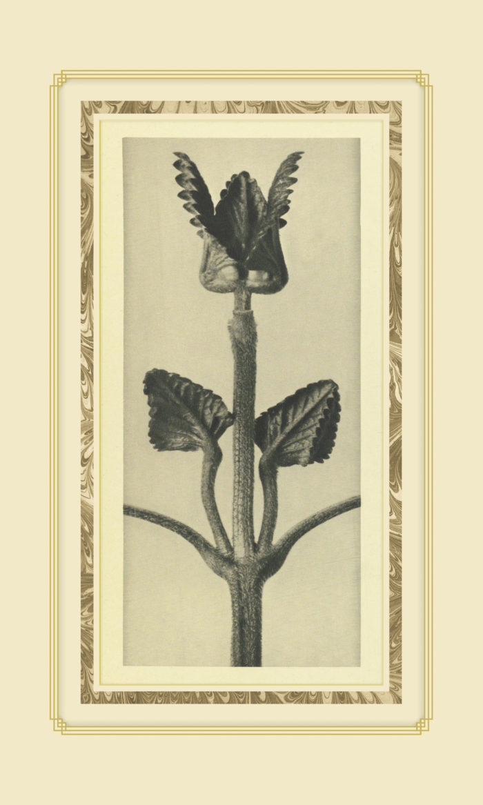 Plant Study 2