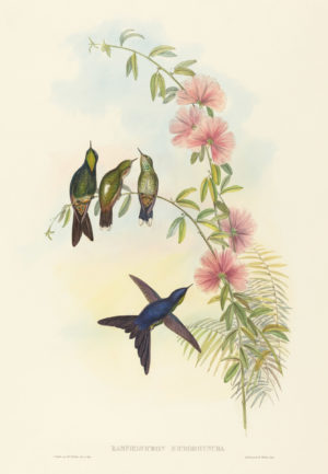 Hummingbird Series