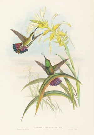 Hummingbird Series