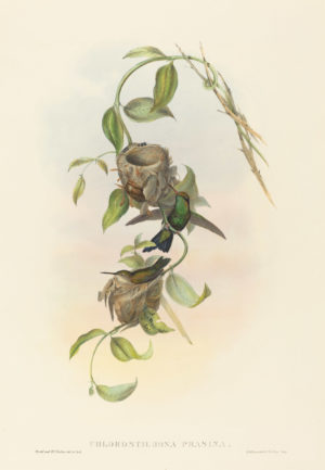 Hummingbird Series