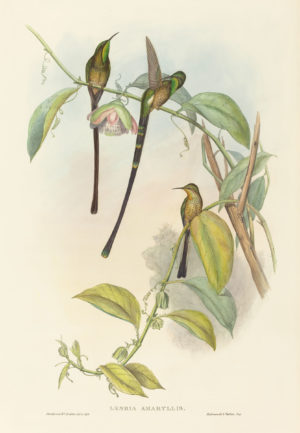 Hummingbird Series