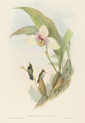 Hummingbird Series