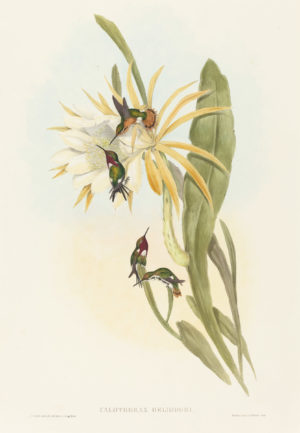 Hummingbird Series