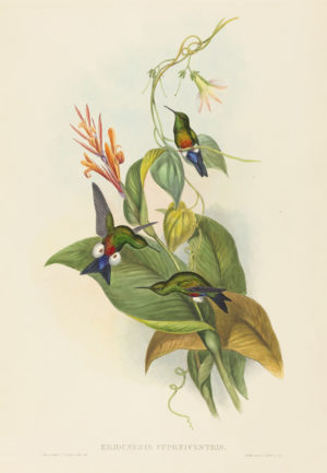 Hummingbird Series