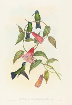 Hummingbird Series
