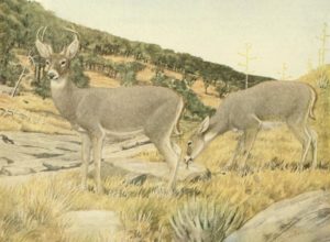 Arizona White-Tailed Deer