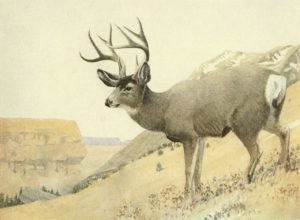 Mule Deer