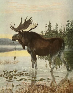 Moose