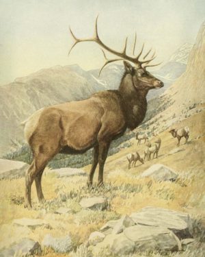 American Elk