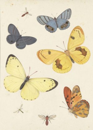 Sheet Study with five Butterflies