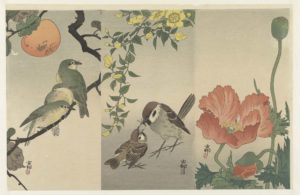 Birds and Plants