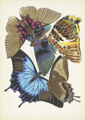 Papillons