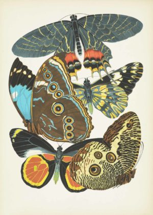 Papillons