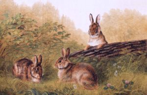 Animal Families