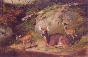 Animal Families