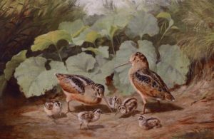 Animal Families