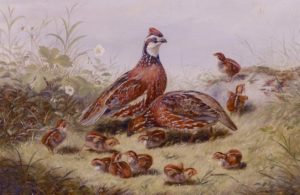 Animal Families