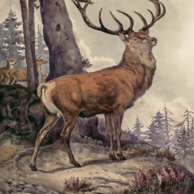 Wild Animals