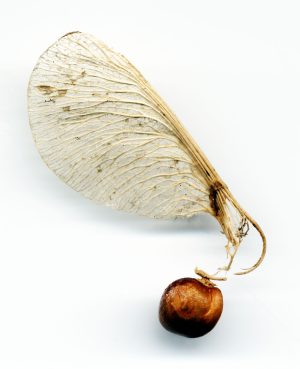 P 1269